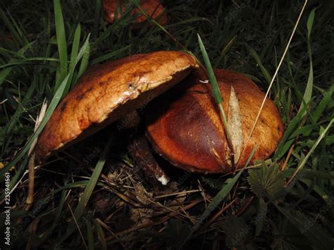 Suillus luteus Stock Photo | Adobe Stock