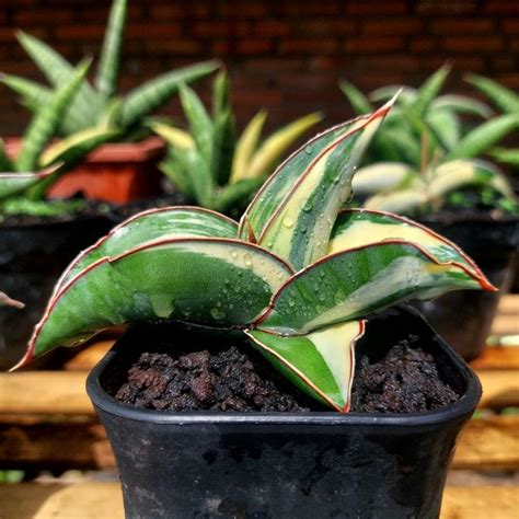 Jual Sansevieria Sansevera Sanseviera Sansivera Lidah Mertua ROBUSTA