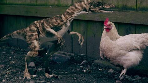 A Chicken Next To A Velociraptor Youtube