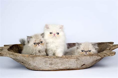 Persian Kittens For Sale in Virginia: Breeders List 2025 - Catster