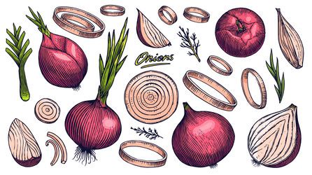 Onion Line Art Vector Images Over