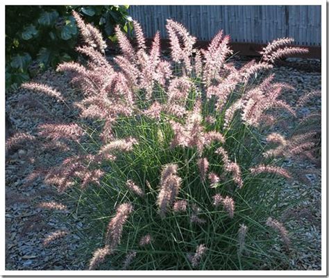 Karley Rose fountain grass | Fountain grass, Front yard plants, Grasses ...