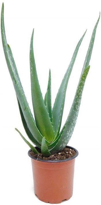 Aloes Leczniczy Zwyczajny Aloe Vera Sukulent Ceny I Opinie Ceneo Pl