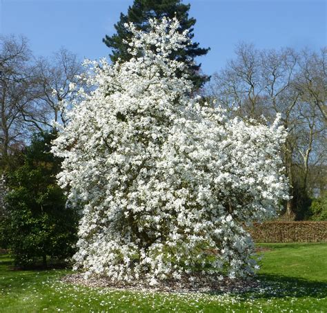 Magnolia × Loebneri Trees And Shrubs Online