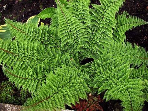 Varens In De Tuin Bekijk Hier 19 Prachtige Soorten Varens Shade Plants