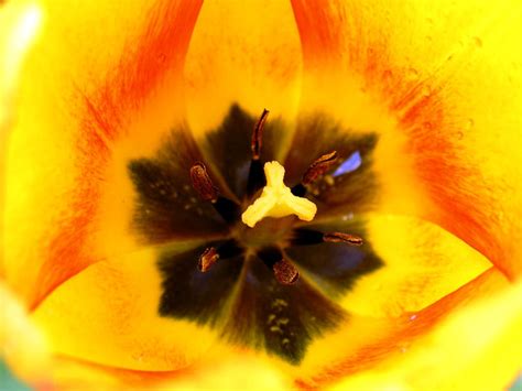 Fondo De Escritorio Flor Macro Amarillos Flores Descargar Imagen