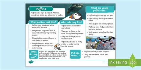 KS1 Puffin Fact File Lehrer Gemacht Twinkl