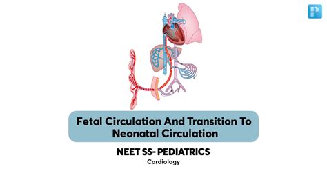 Fetal Circulation And Transition To Neonatal Circulation