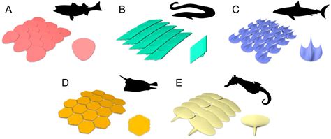 Mechanics of Bio-Inspired Protective Scales