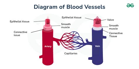 Diagram Of Blood Vessels Geeksforgeeks