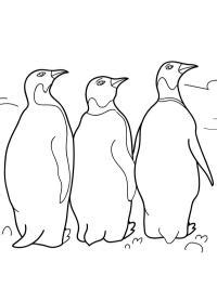 Disegni Da Colorare Di Pinguino Danzante Disegnibellidacolorare It