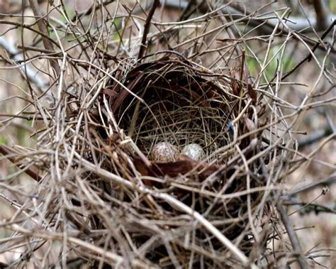 Cardinal Eggs: What They Look Like, When They Hatch, & More!