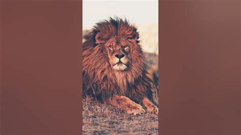 The Barbary Lion Youtube