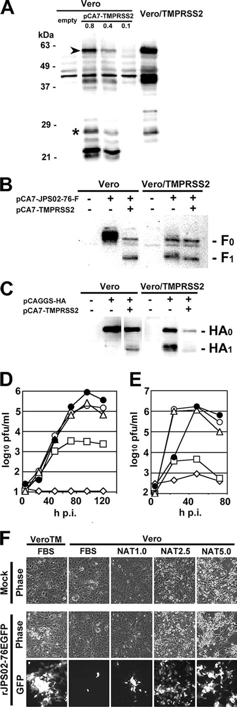 Efficient Multiplication Of Human Metapneumovirus In Vero Cells Expressing The Transmembrane