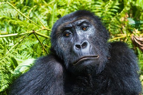 Eastern Lowland Gorilla Trekking In Congo Congo Safaris Tours