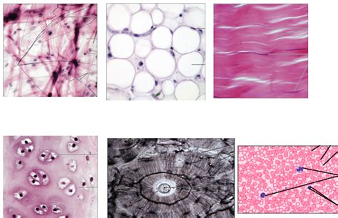 Connective Tissues Diagram Quizlet