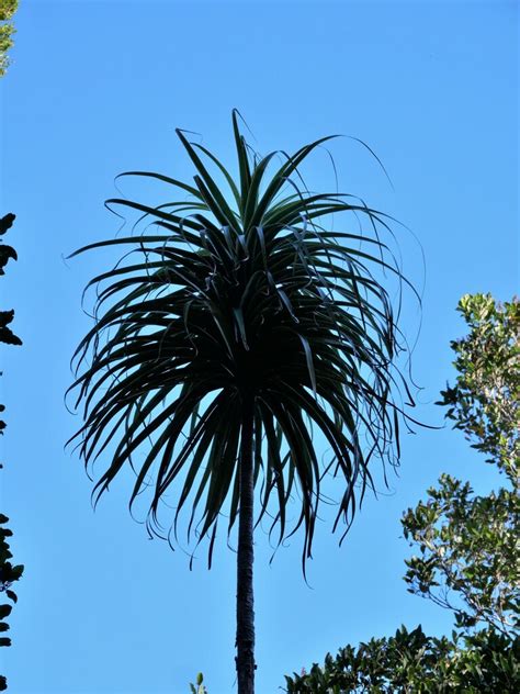 Dracophyllum Elegantissimum From Buller District West Coast New