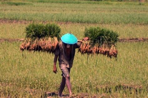 Atasi Kekeringan Kementerian Pupr Bentuk Komisi Irigasi