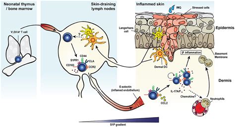 Frontiers Tissue Adaptations Of Memory And Tissue Resident Gamma Delta T Cells