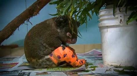 El Koala Lewis Falleci Por Las Quemaduras Internacional Noticias