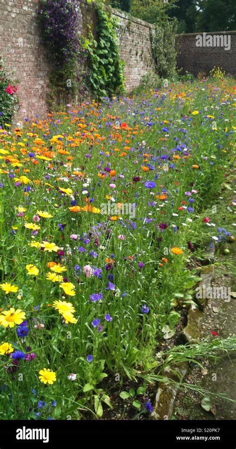 Wildflowers And Border Hi Res Stock Photography And Images Alamy