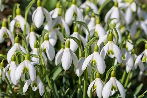 Snowdrops Flowers Spring White - Free photo on Pixabay