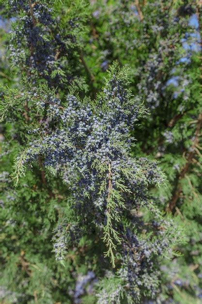 Premium Photo Green Juniper With Berries In Nature