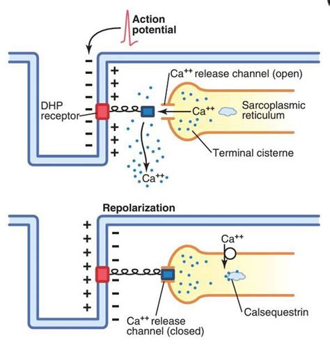 Excitation Contraction Coupling In Skeletal Muscle Medizzy