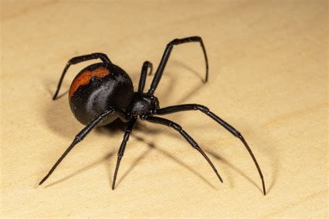 Black Widow Spiders Habitat