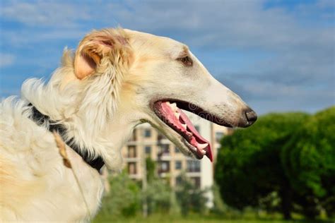 White Russian Borzoi Stock Photo Image Of Urban Close 160094986