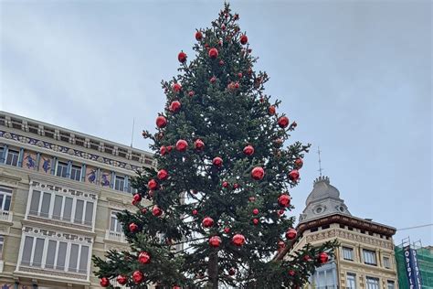 El otro árbol de Navidad de Valencia un abeto natural de 11 metros