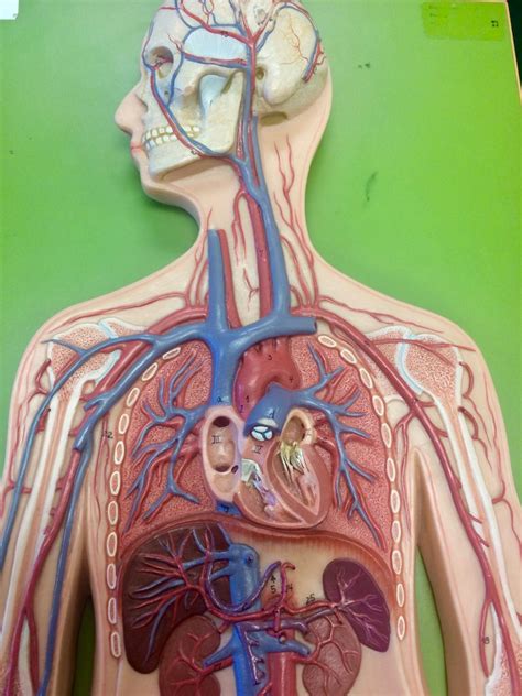 Top Of Body Diagram Quizlet