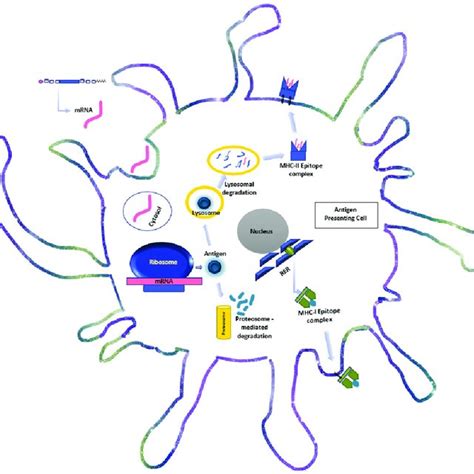 Schematic Diagram Of Intracellular Events In Mrna Processing By The