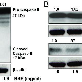 BSE Treatment Induced Apoptosis In A375 Melanoma Cells A Phase