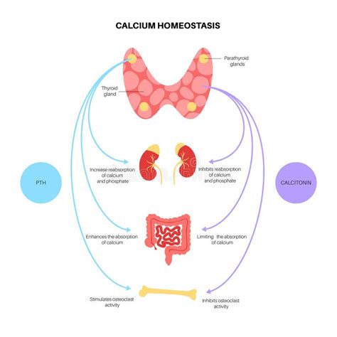 Calcium Homeostasis Diagram Stock Illustration Illustration Of