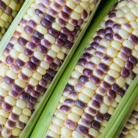 Wild Violet Hybrid Sweet Corn Buy Corn Seeds From Gurneys