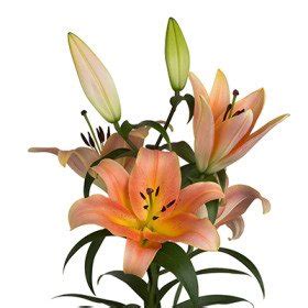 Lily OT Zelmira | Product on Thursd.com