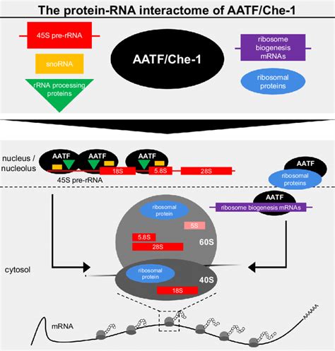 AATF A Key Component Of Ribosome Biogenesis Using ECLIP And AP MS We