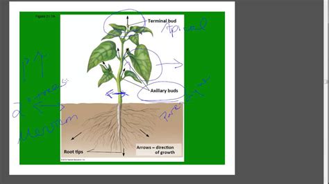 Plants Growth Youtube