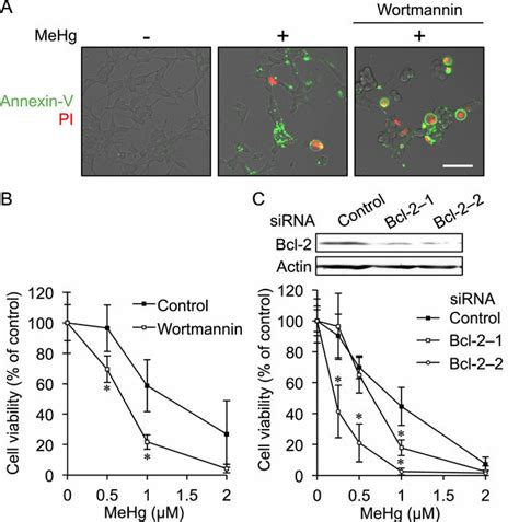 Protective Role Of Aktcrebbcl 2 Signaling In Mehg Induced Cell Death Download Scientific