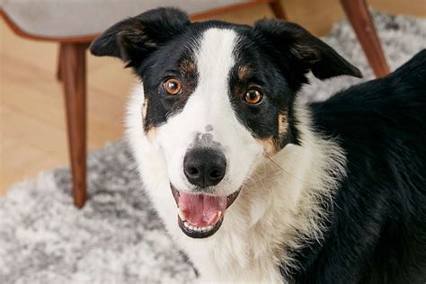 Border Collie Dog Breed Characteristics And Care