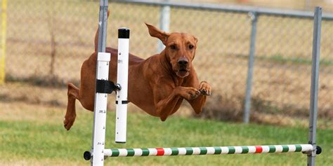 Agility Jumping Hungarian Vizsla Club Of NSW