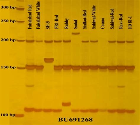 Polyacrylamide Gel Electrophoresis Result Of BU691268 SSR Marker