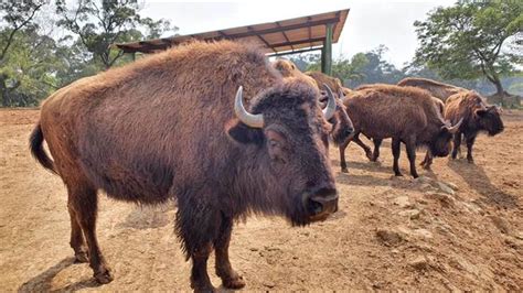 六福村動物搬新家 準備好10月壽山動物園亮相 生活 中時