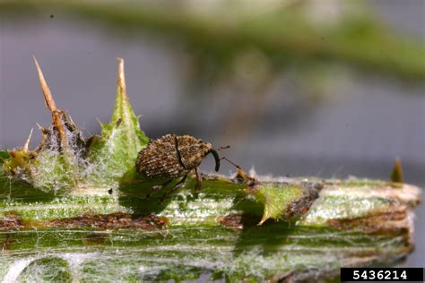 Integrated Management Of Invasive Thistles In Oklahoma Oklahoma State