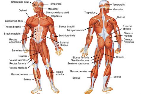 Muscular System Bottom Front Diagram Quizlet