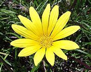 categorygazania krebsiana wikimedia commons