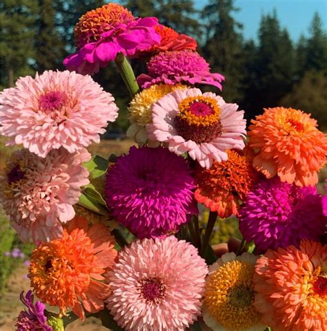 50 Annual Zinnia Zinderella STF9 Red For Planting Outdoor Rare