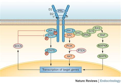 Nature Reviews Endocrinology On Twitter New Review New Insights In