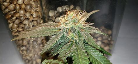 What are the Highest Yielding Cannabis Seeds?